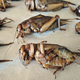 Imagen para el artículo titulado No, los insectos no son exactamente el futuro de los alimentos